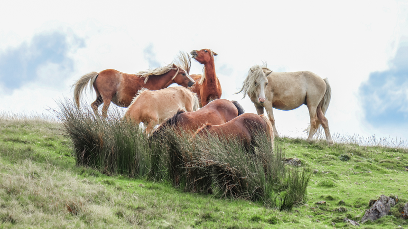 O futuro do cavalo crioulo passa pela união entre tradição e inovação, afirma Aldo Vendramin.